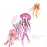 Monterey Bay Jellyfish by Sylvia Schaefer