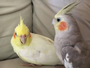 Billy & Chloe | Flying Parrot Quilts